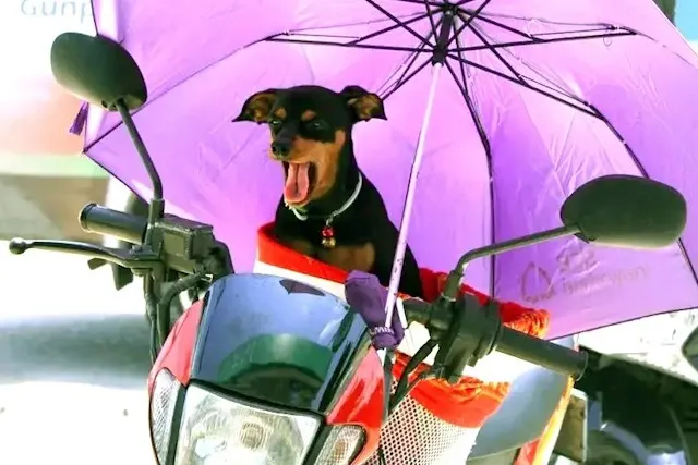 CONDUIRE SUR LES ROUTES DE PHUKET ET DE THAILANDE