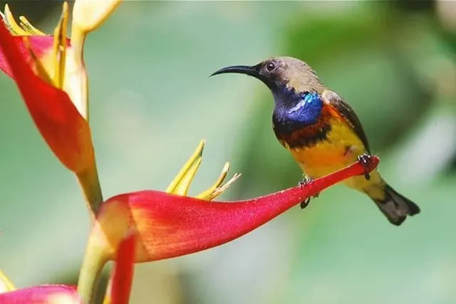 OISEAUX A PHUKET PHOTOS OZOUX