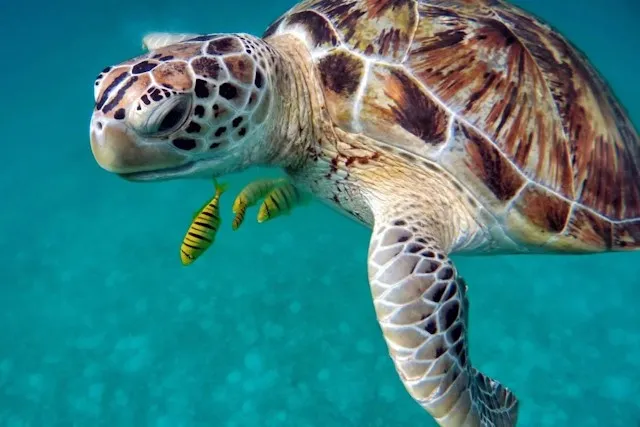 PLONGER A PHUKET ET EN MER ANDAMAN