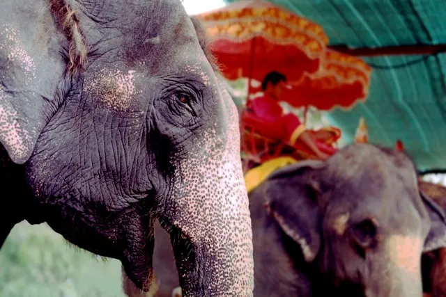 PRINCIPAUX ANIMAUX DE THAILANDE