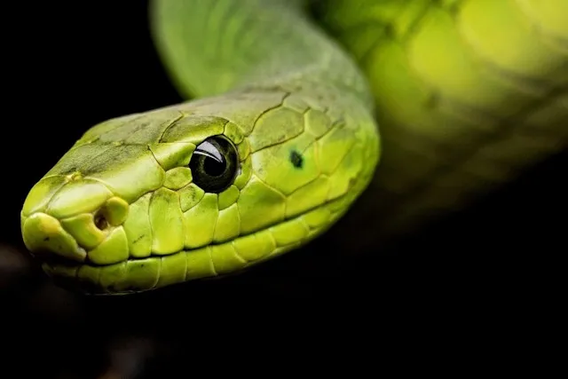 SERPENTS DE THAILANDE ET D ASIE